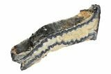 Mammoth Molar Slice With Case - South Carolina #99520-2
